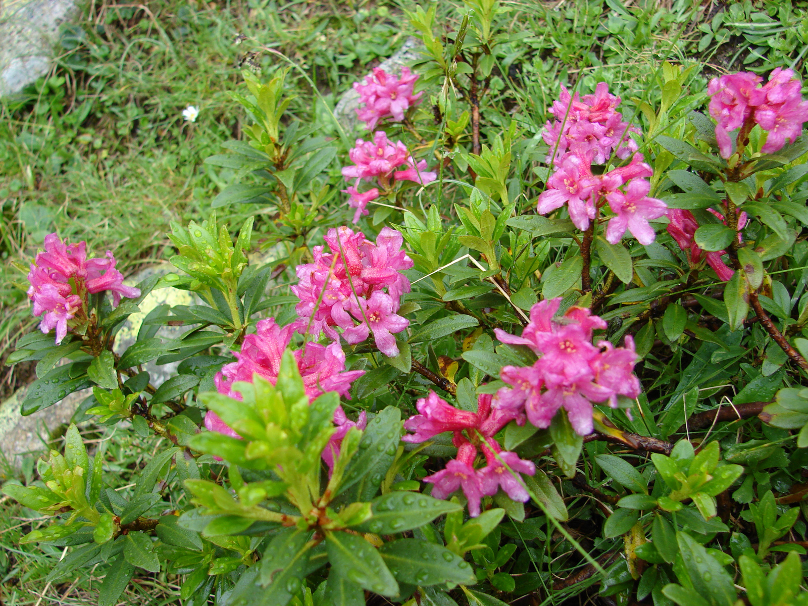 Rozsdás havasszépe (Rhododendron ferrugineum)