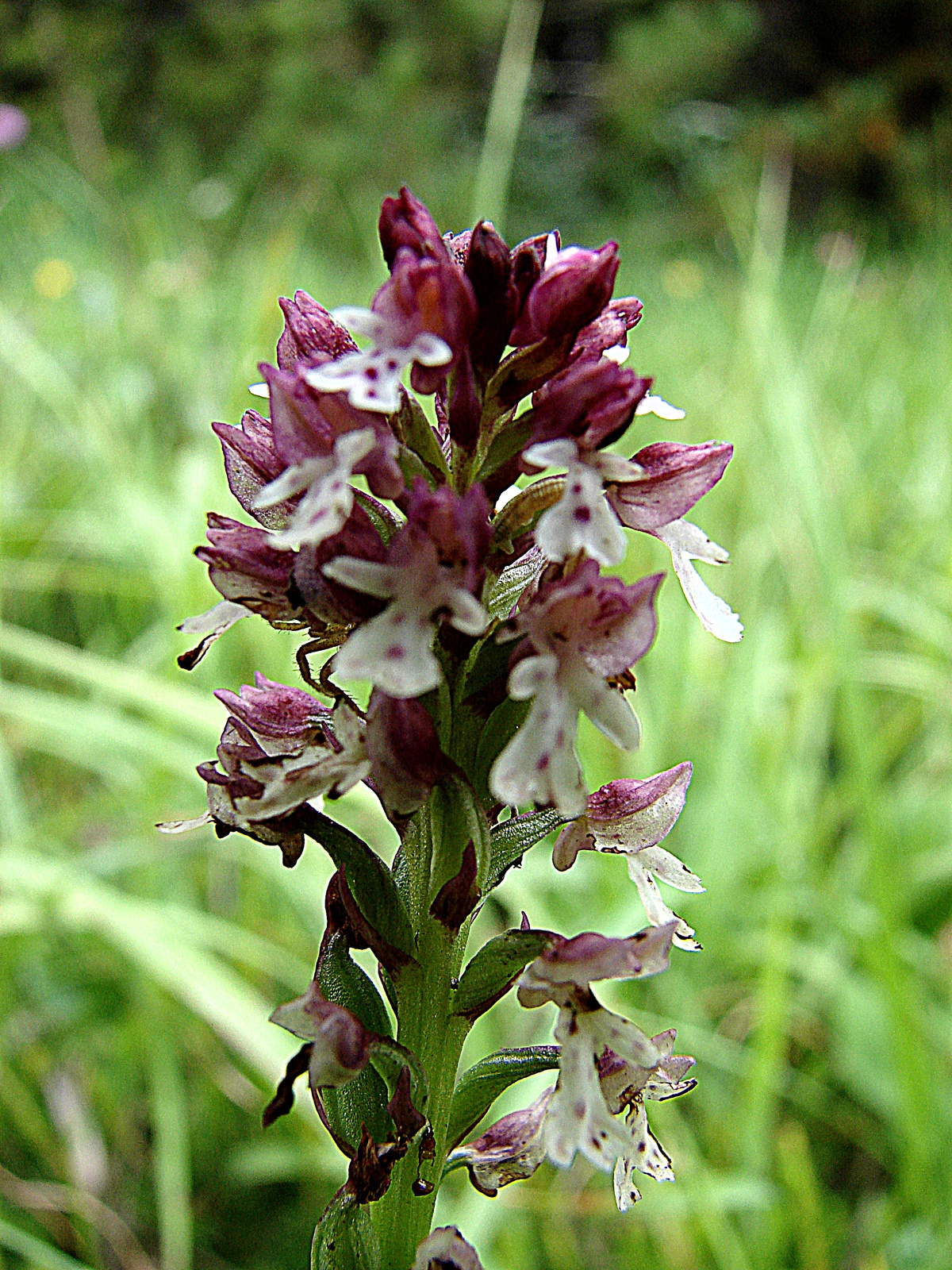 Sömörös kosbor (Orchis ustulata)