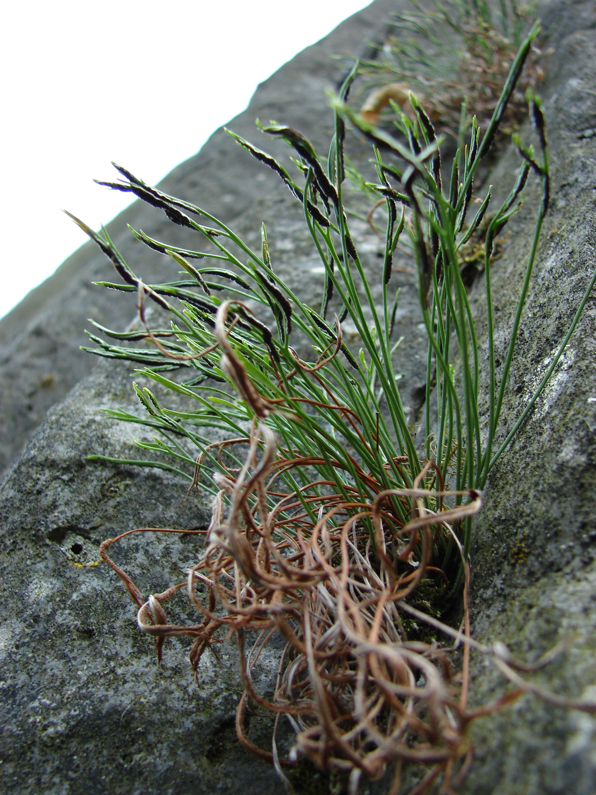 Északi fodorka (Asplenium septentrionale)