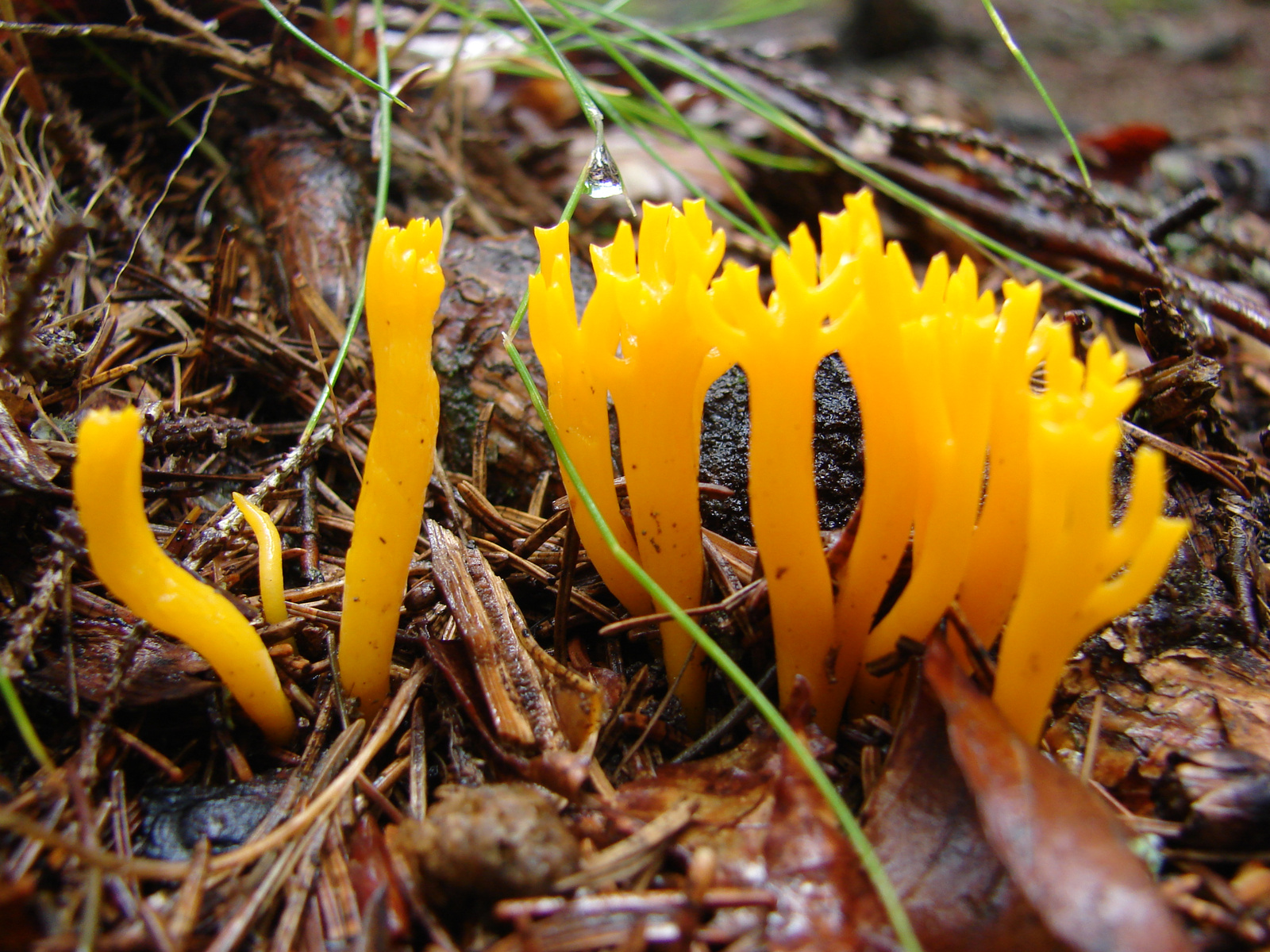 Narancsszínű enyves korallgomba (Calocera viscosa)