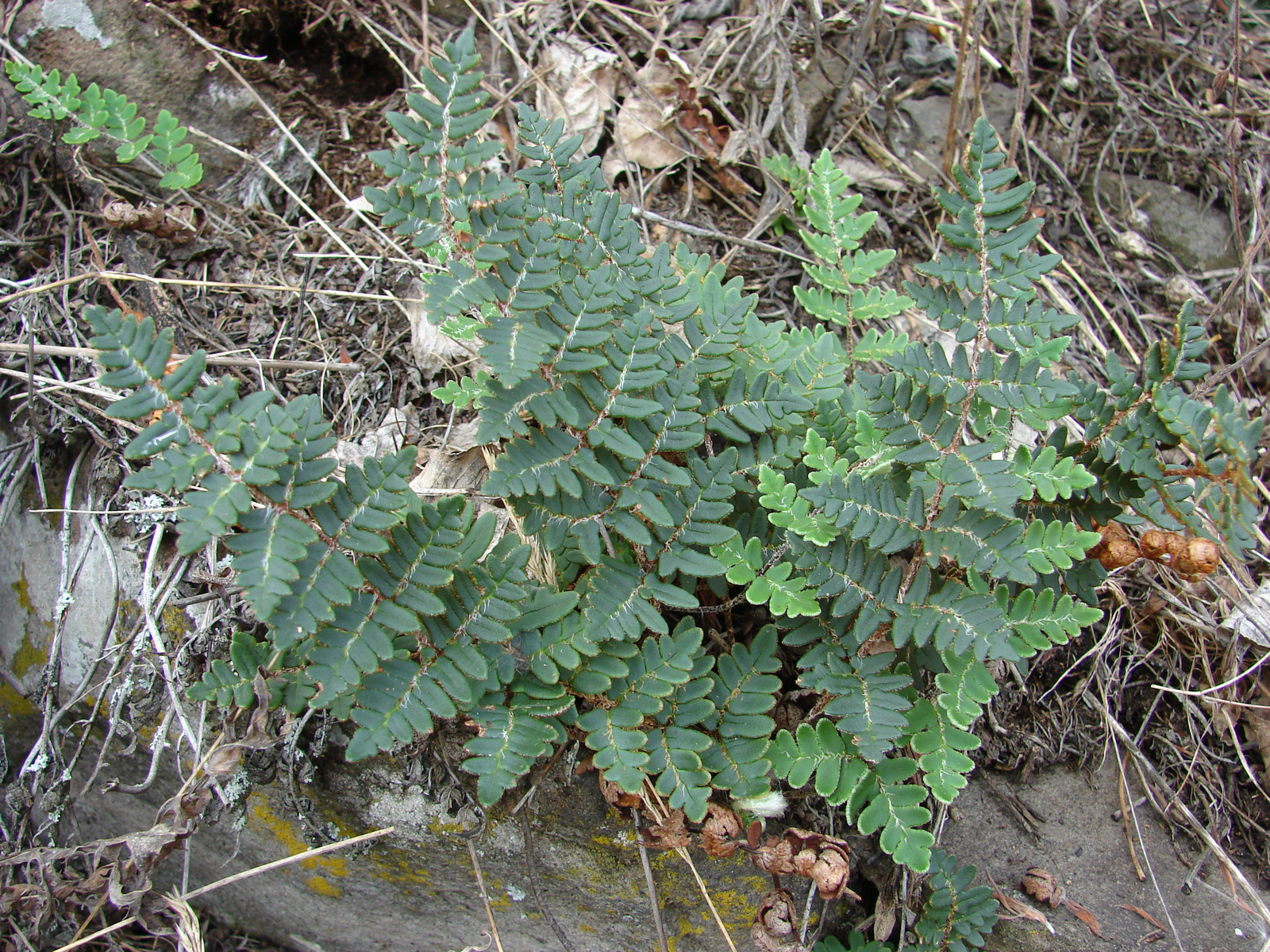 Cselling-páfrány (Cheilanthes marantae)