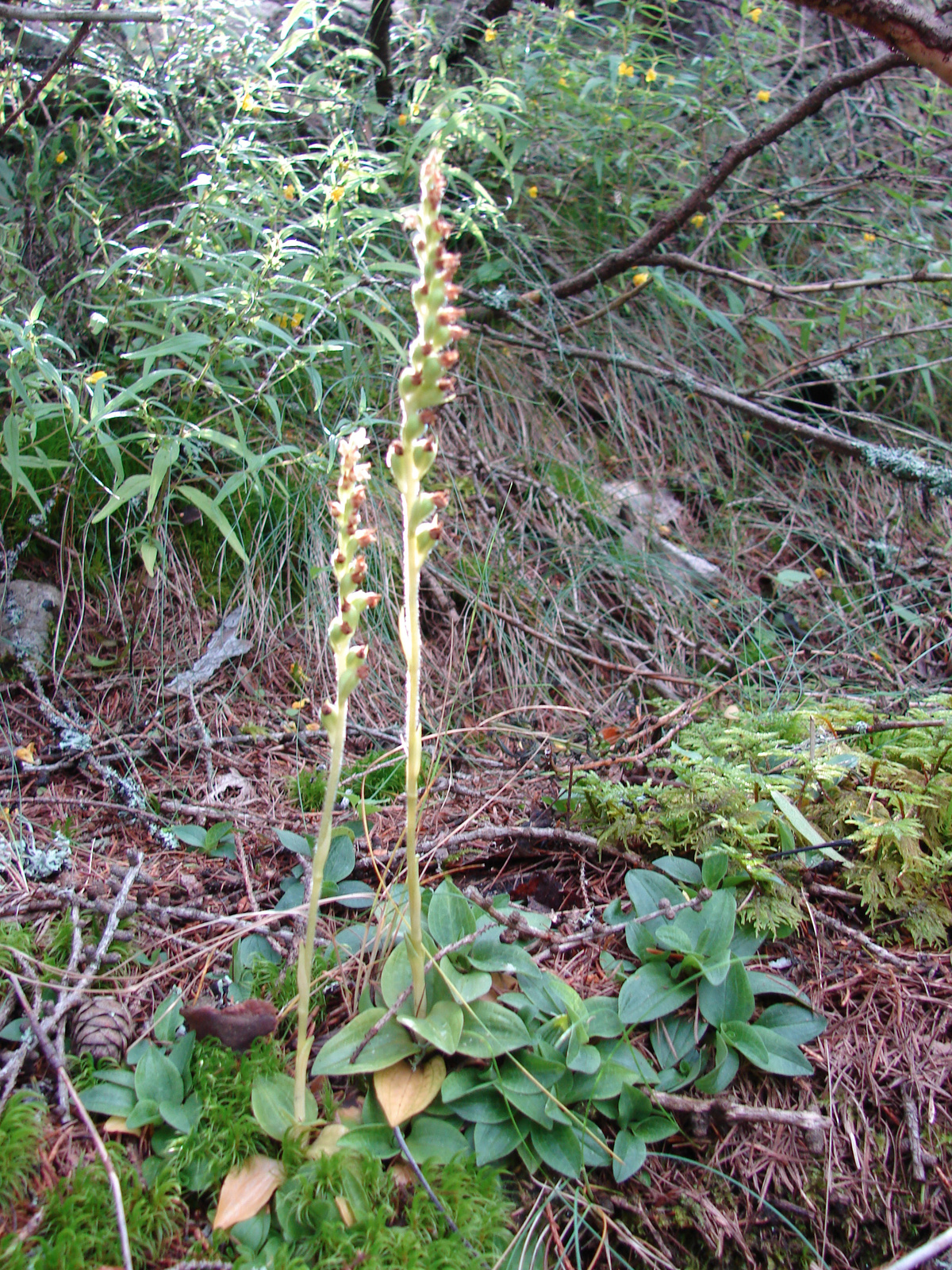 Avarvirág (Goodyera repens)