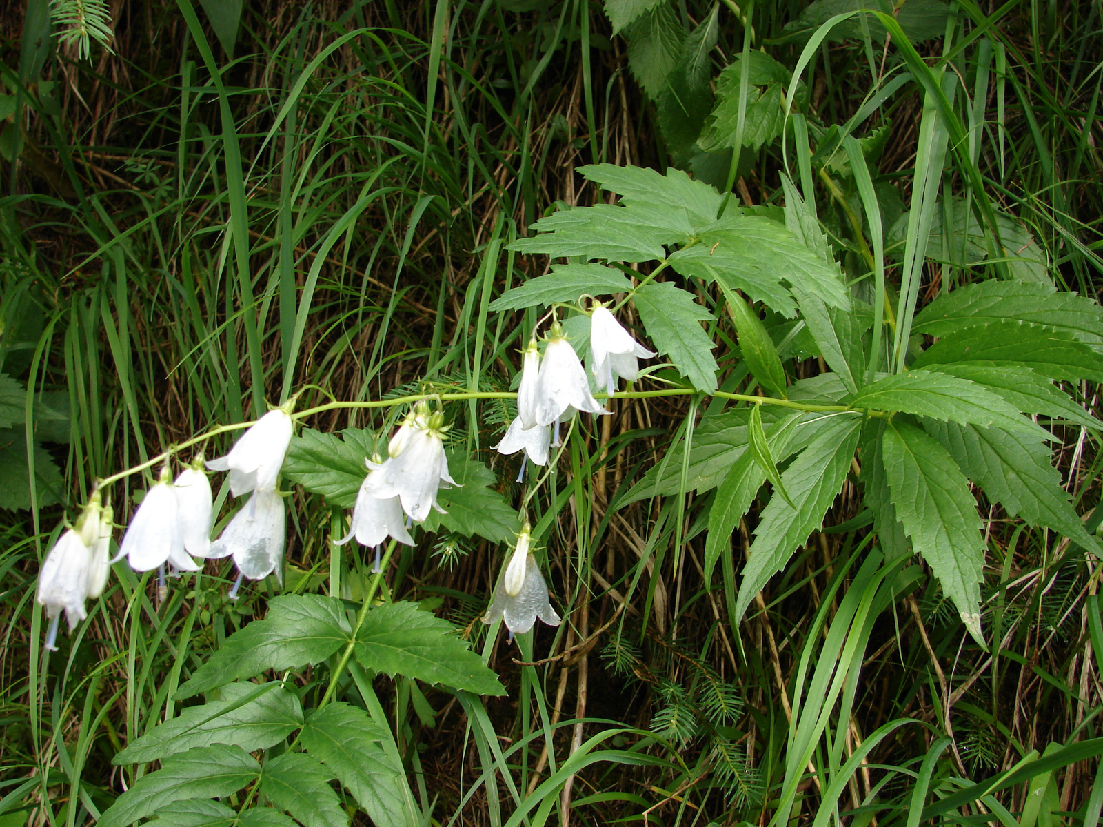 Csengettyűvirág (Adenophora liliifolia)