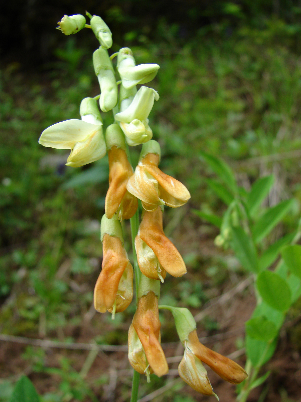 Erdélyi lednek (Lathyrus laevigatus ssp. transsylvanicus)