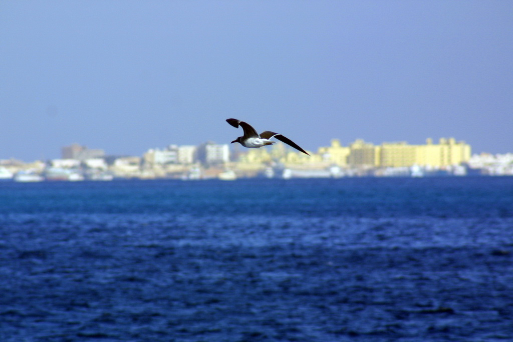 red sea solitude 3