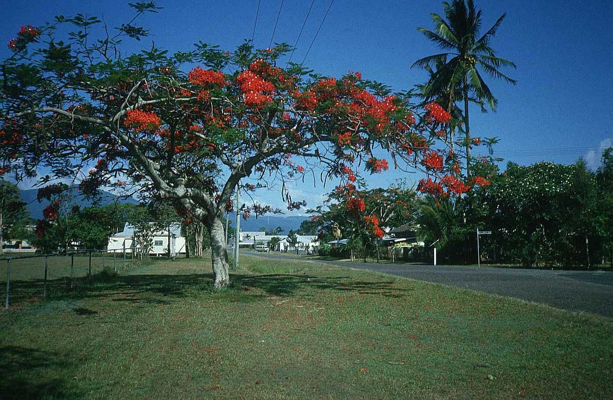 australia 011 tree