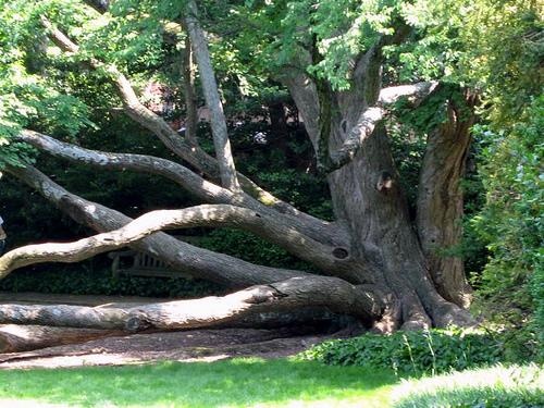 in-gardens-at-dumbarton-oaks