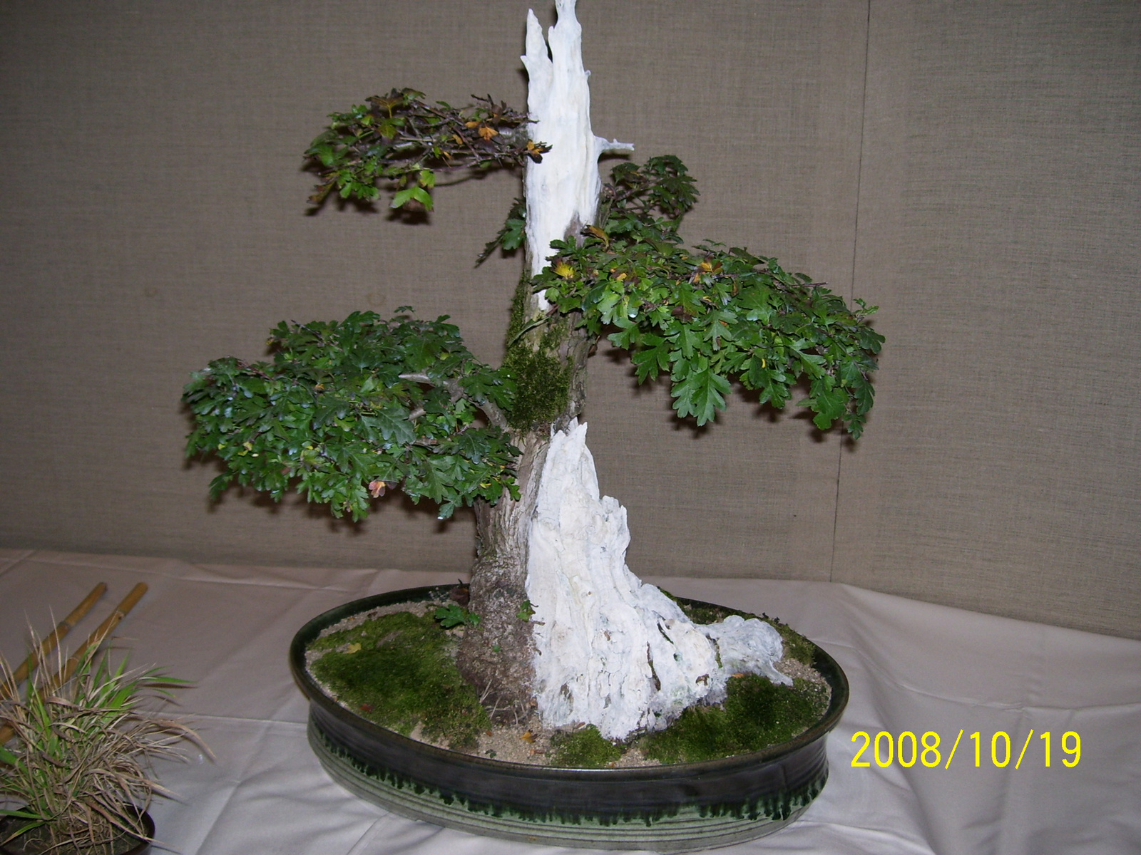 bonsai galagonya