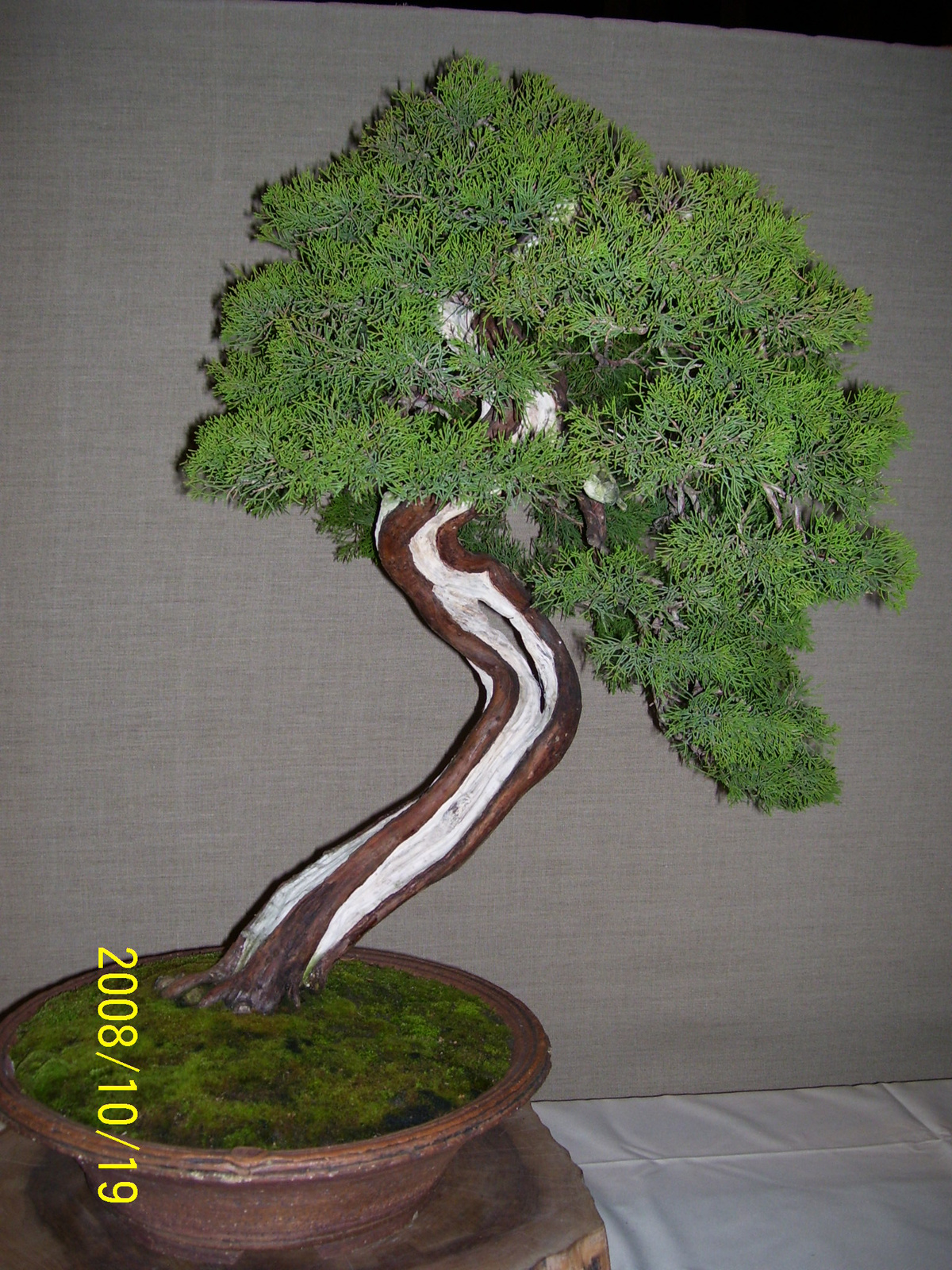 bonsai juniperus3