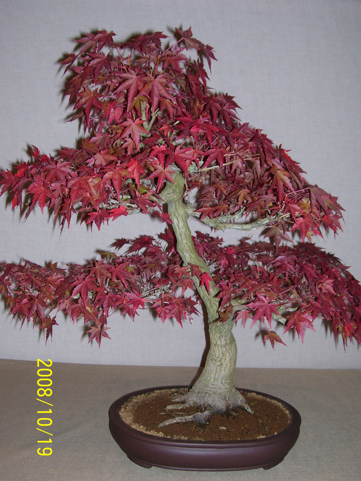 bonsai juhar