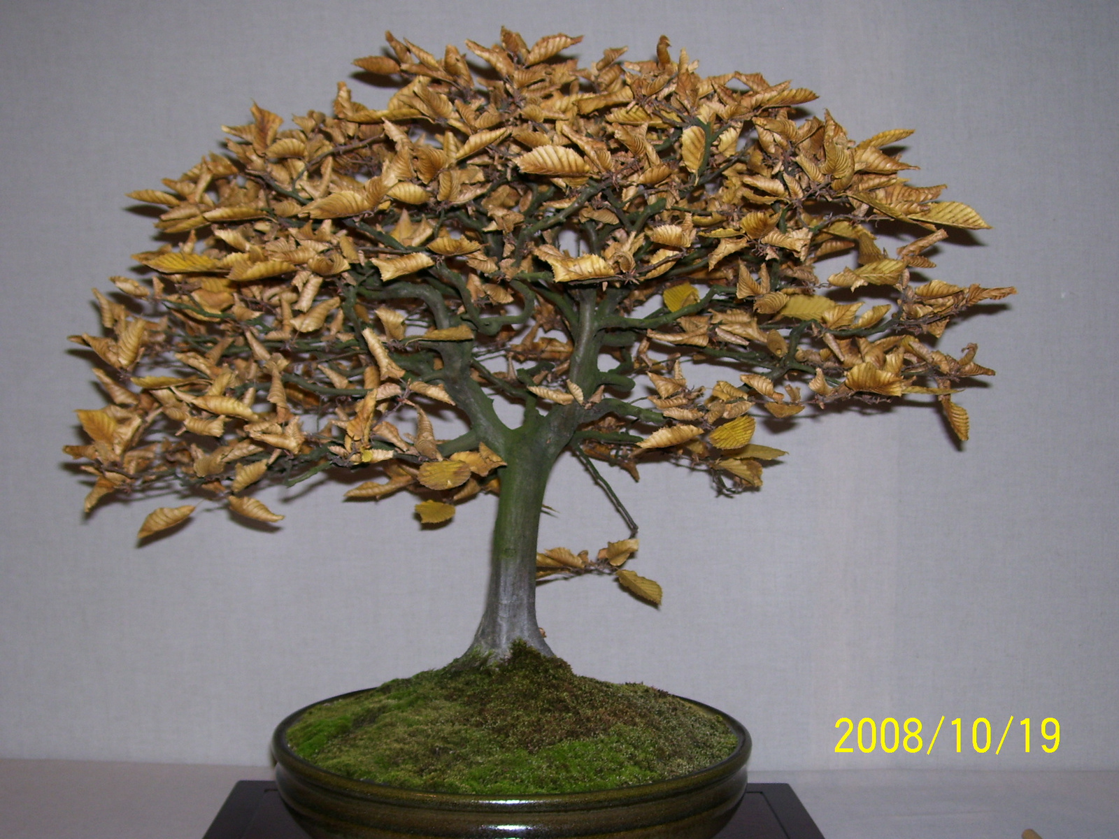 bonsai gyertyán1