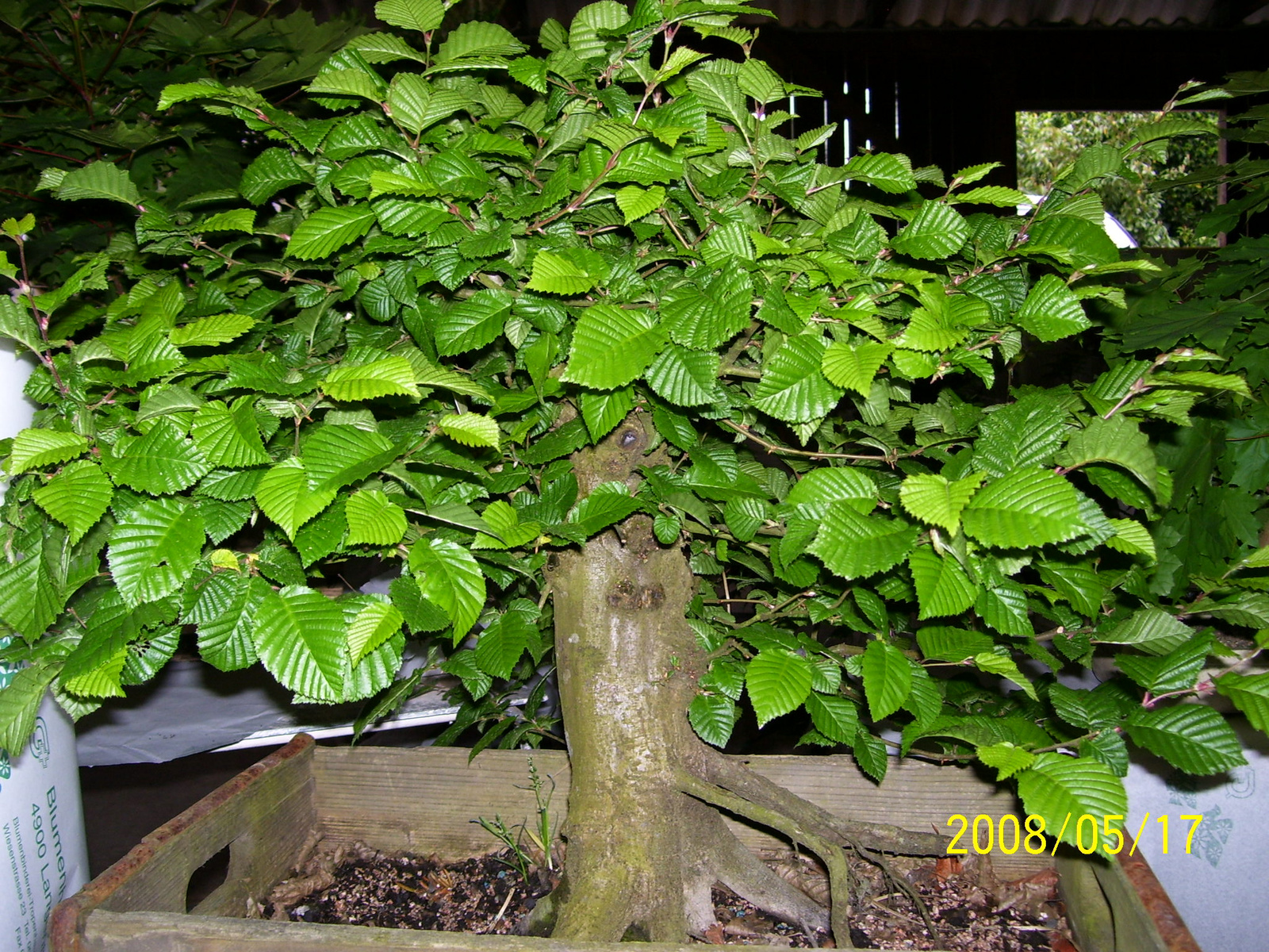 Höchstetten bonsai1