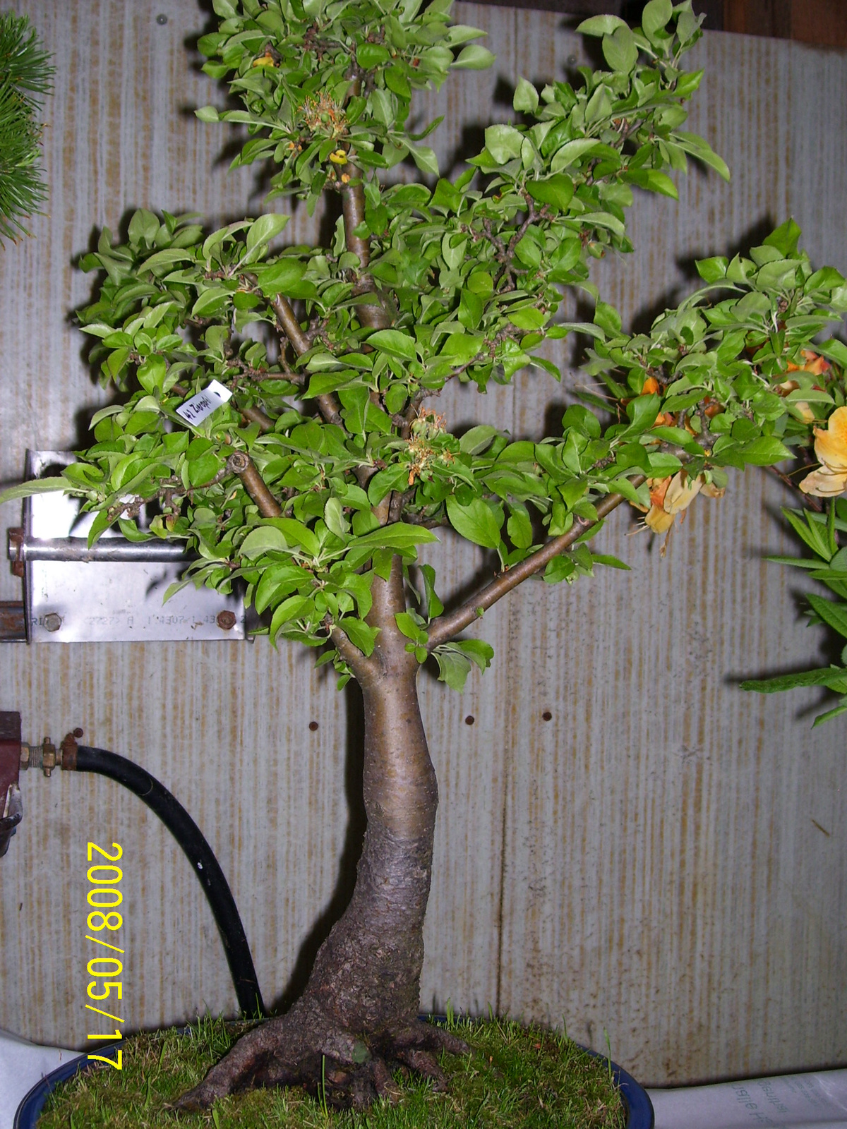 Höchstetten Bonsai16