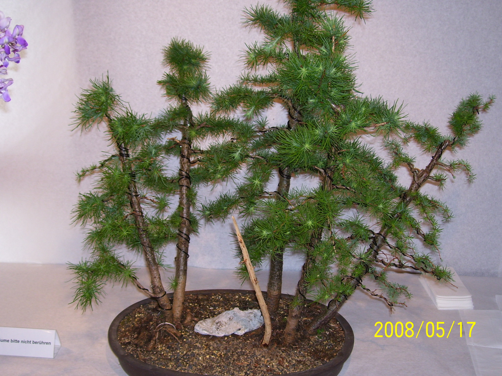 Höchstetten Bonsai41