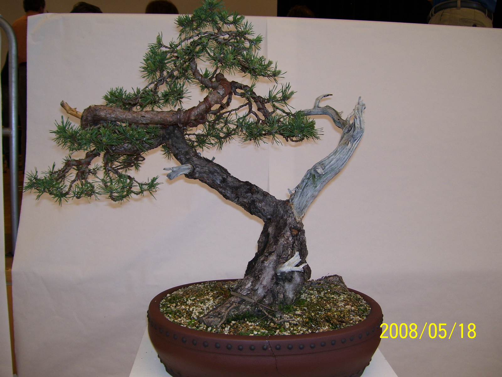 Pratteln Bonsai4