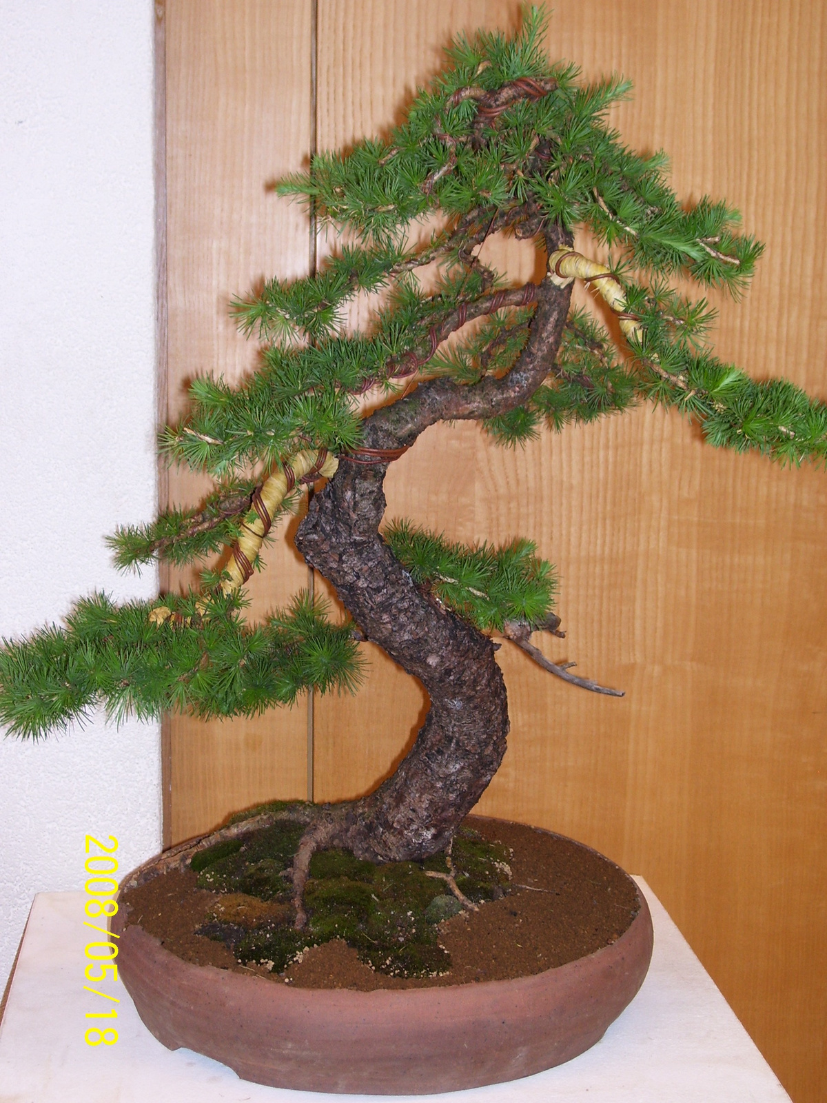 Pratteln Bonsai12