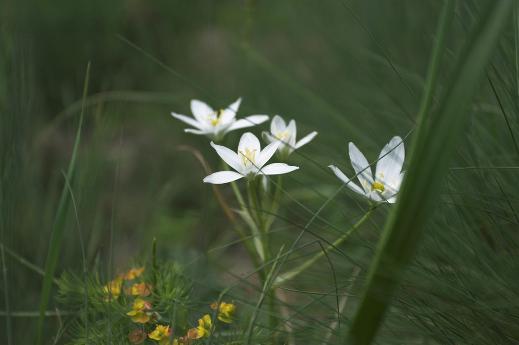 Visegrád, Nagymaros (18)