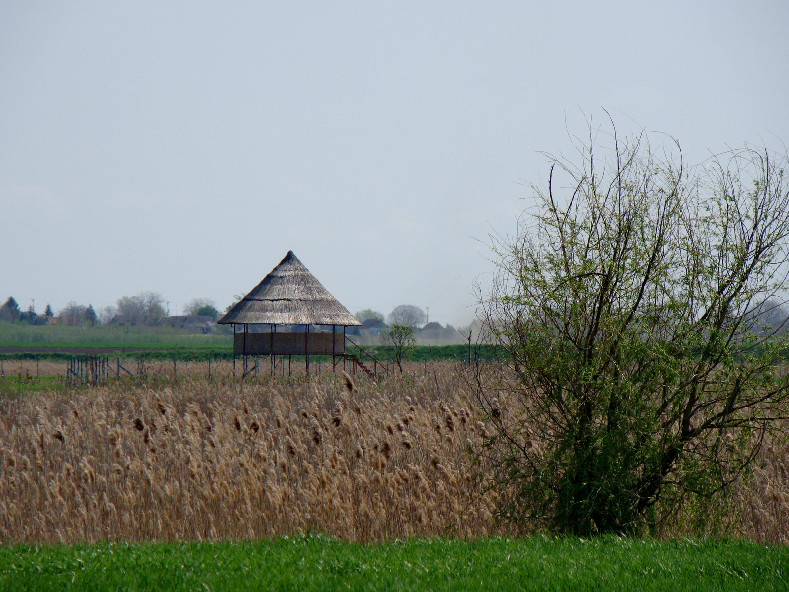 Pavilon a nádasban