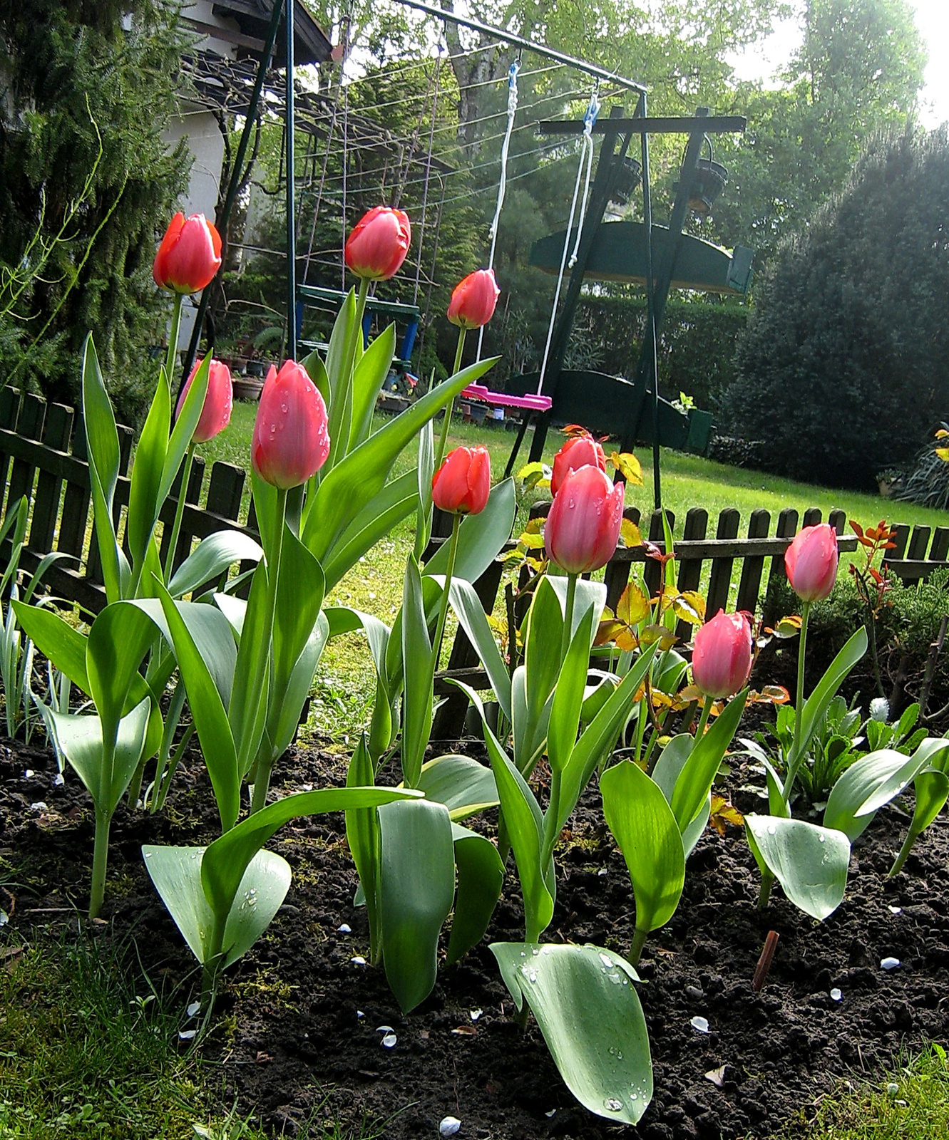 pompázó tulipánok