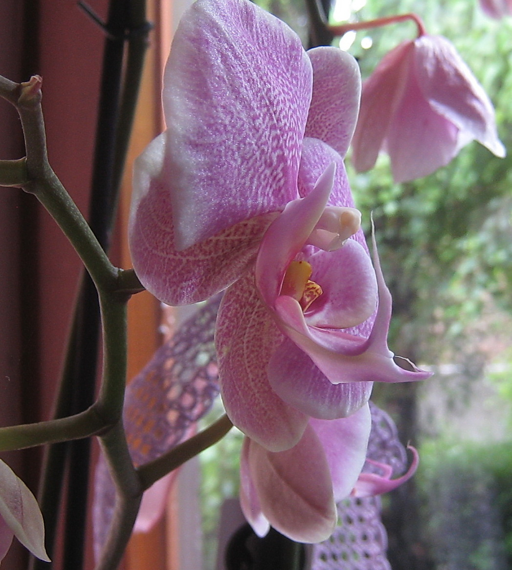 orhidea az ablakban
