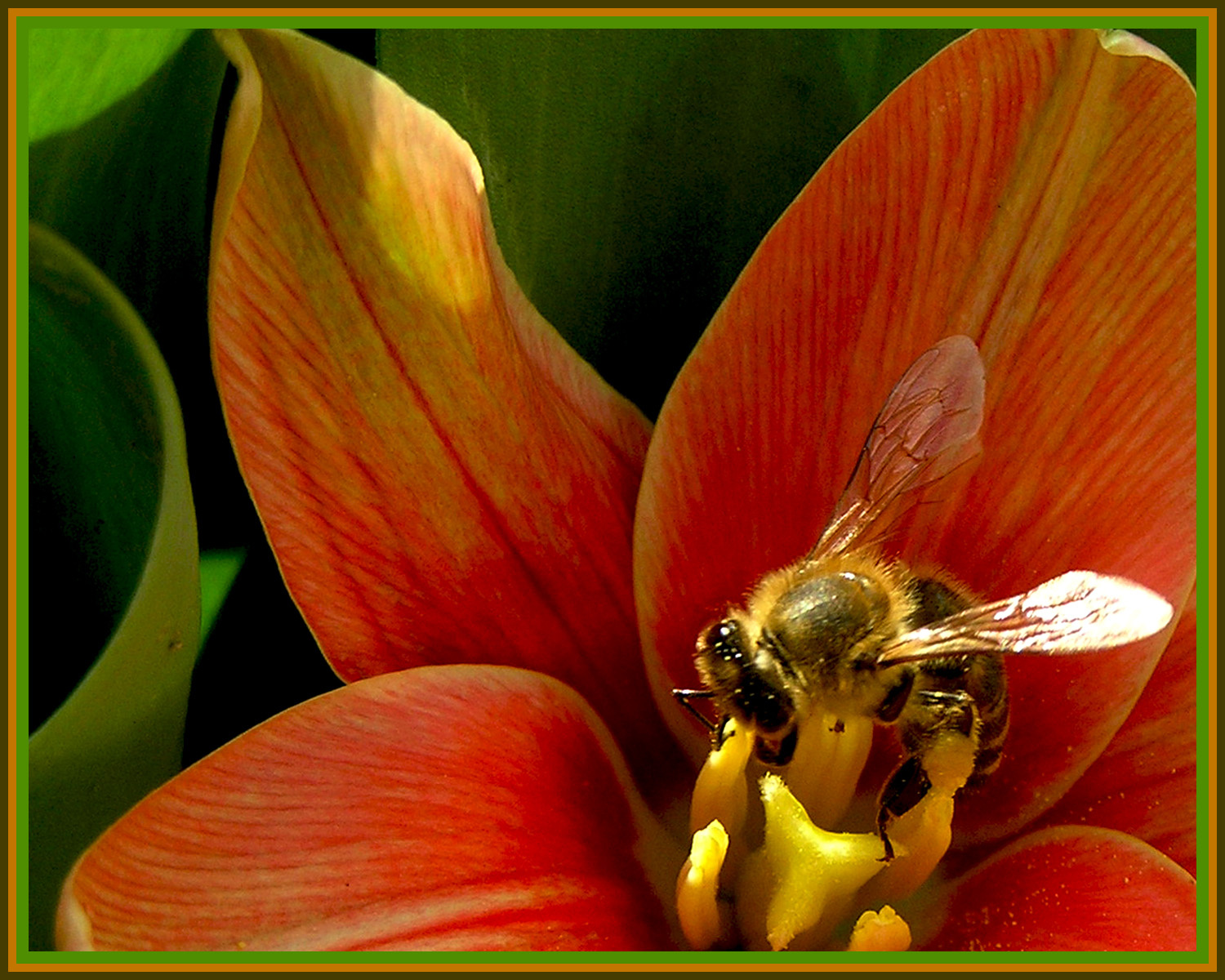 tulipan és a méhecske