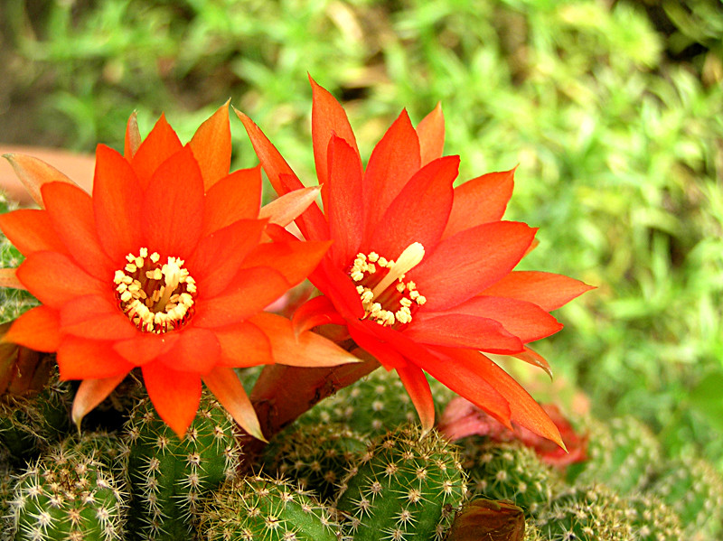 kaktusz piros