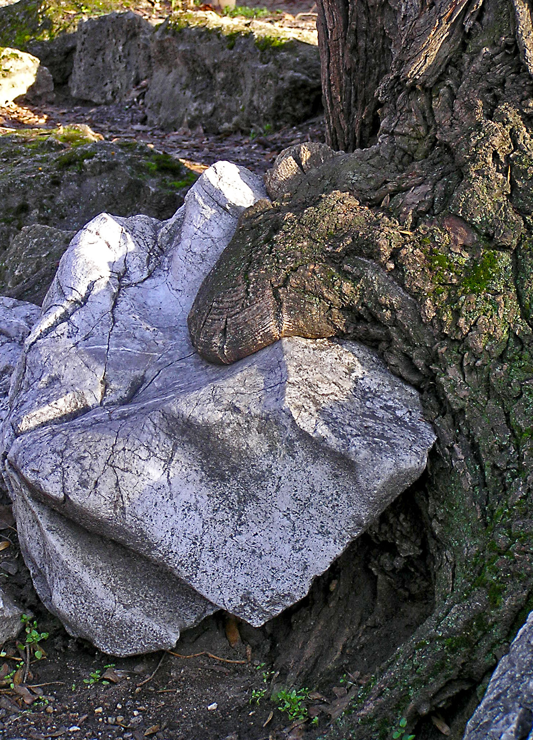 sziklaevő fa