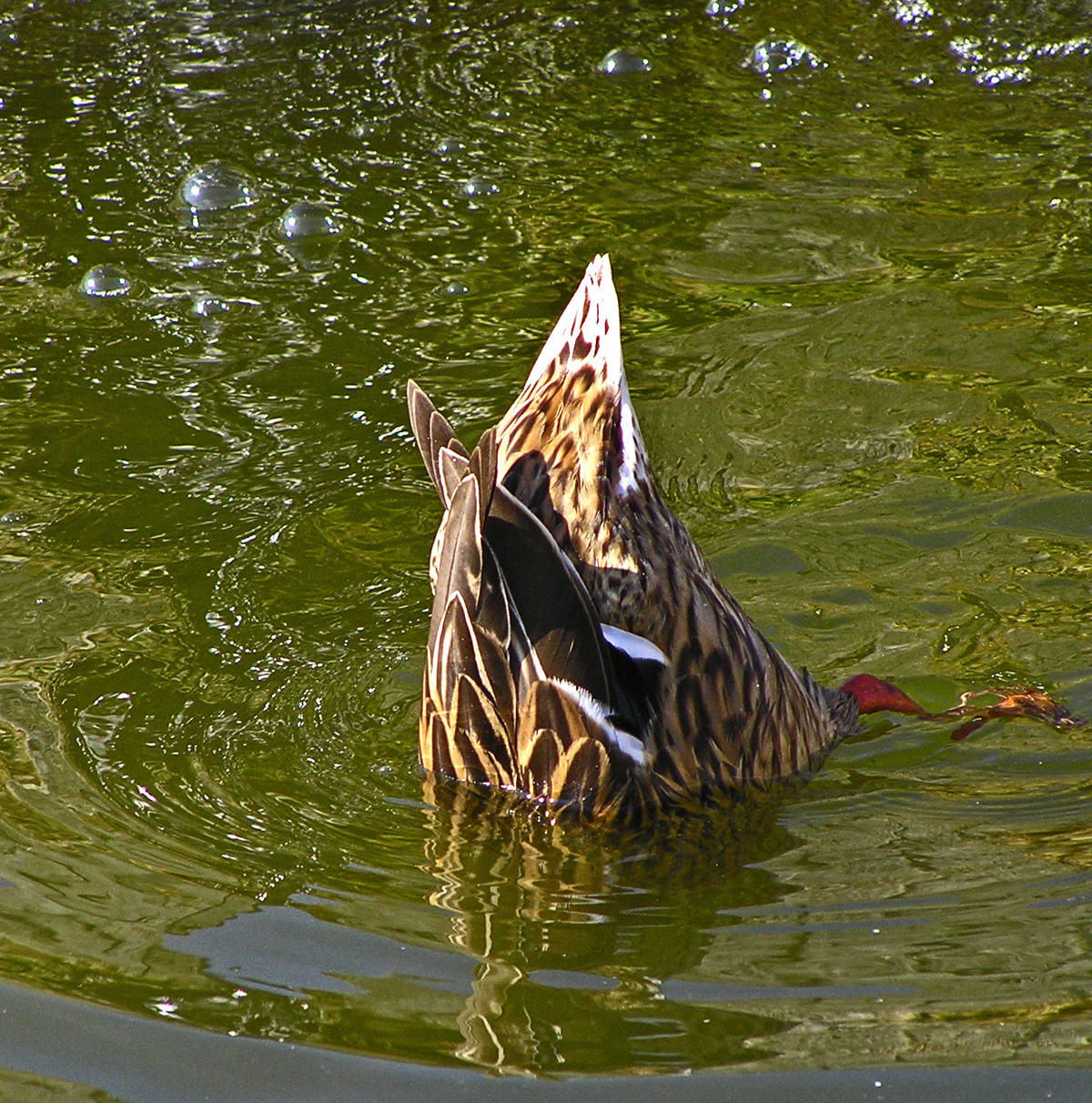 fenekező