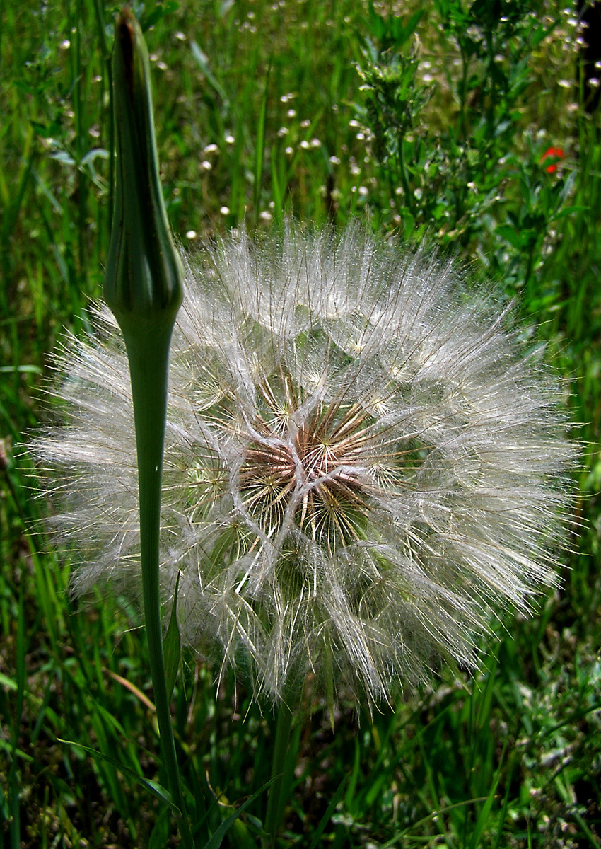 bakszakállas