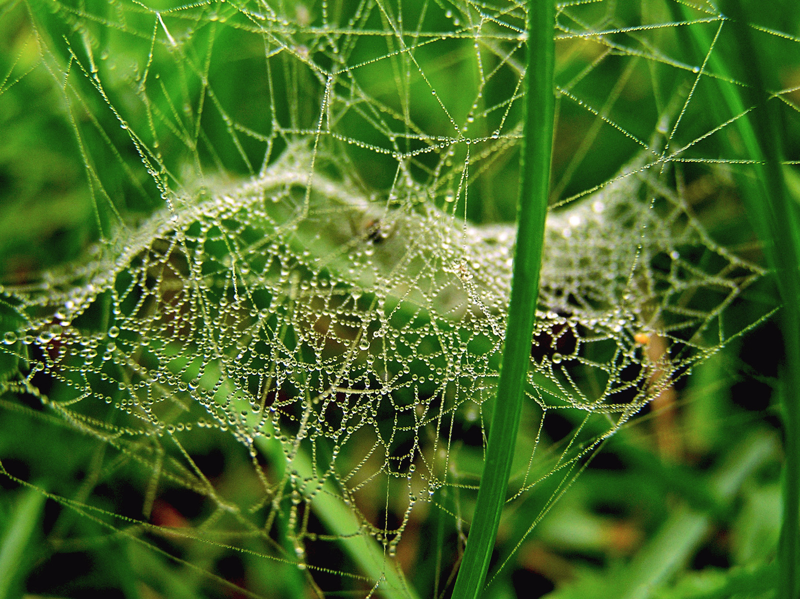 őszi harmatos pókháló a fűben