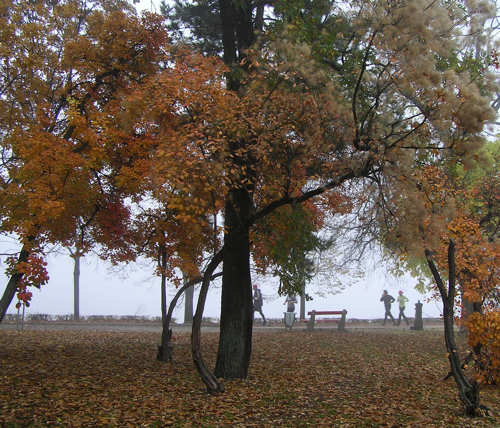 reggeli sport a ködös Duna mellett