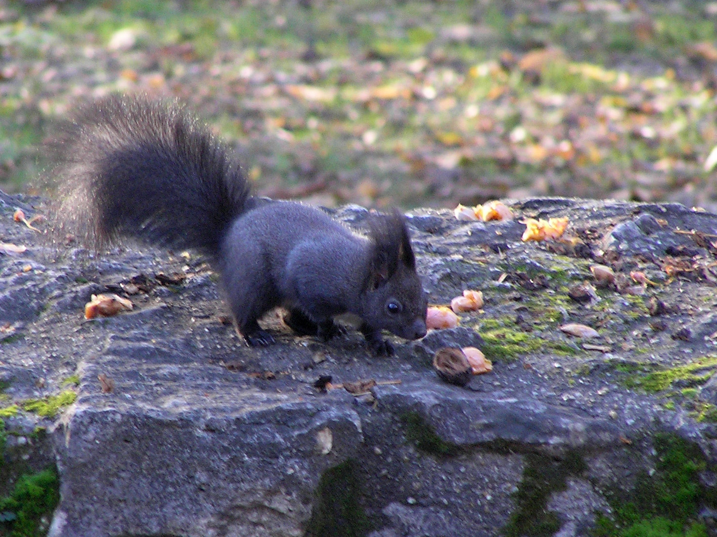 a kis sötét szőrű mókuska még egyszer:)