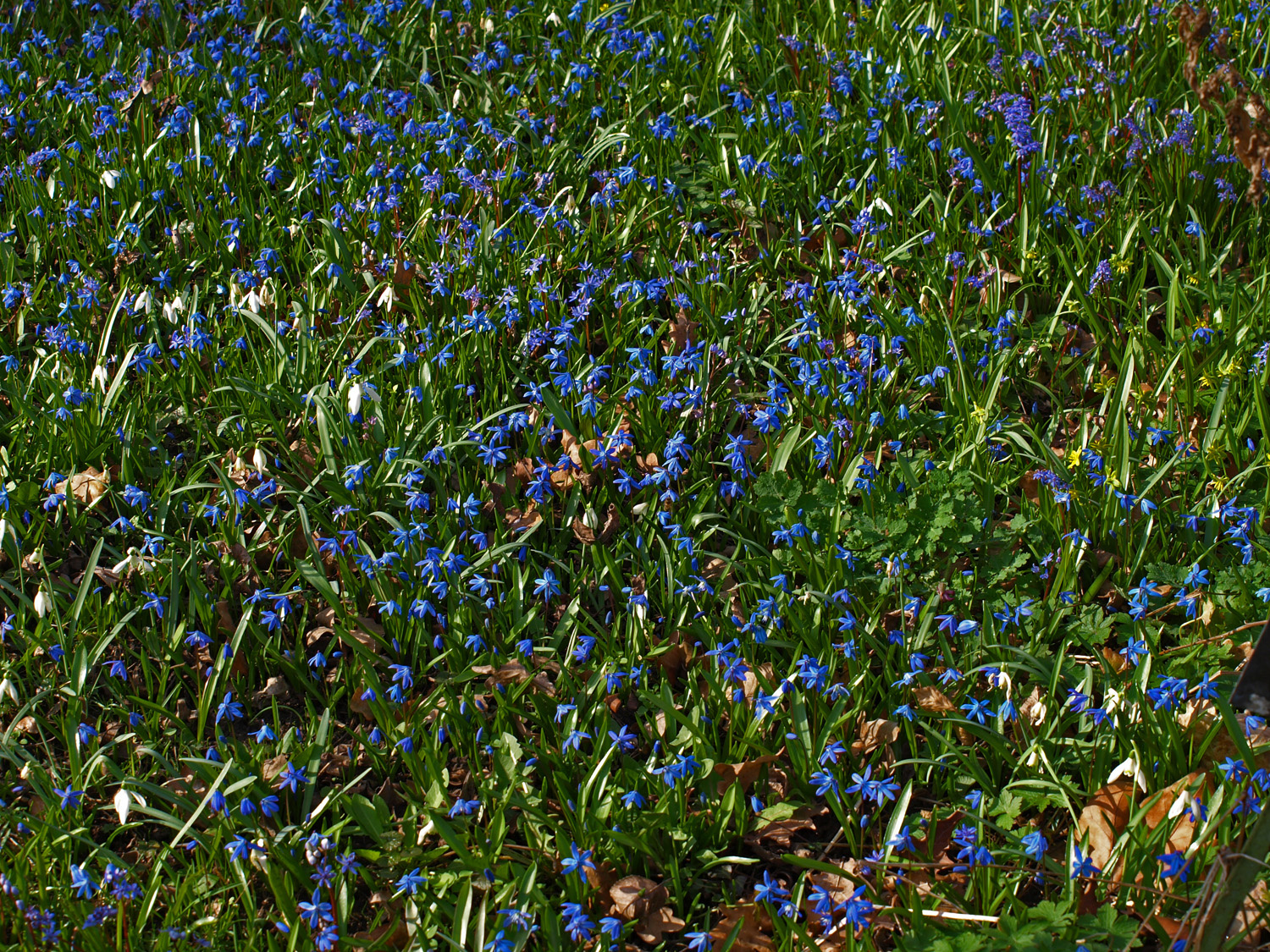 tengernyi kékség-Szibériai csillagvirág (Scilla sibirica)