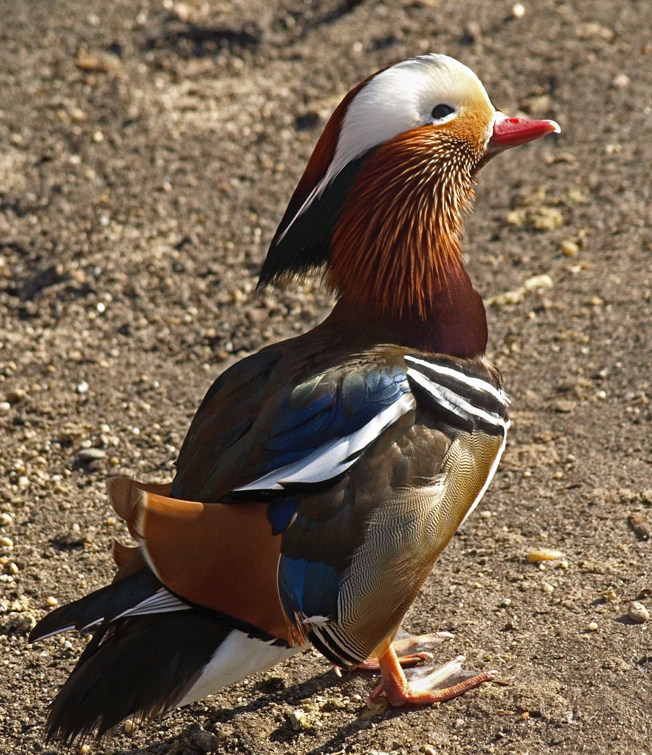 Mandarin