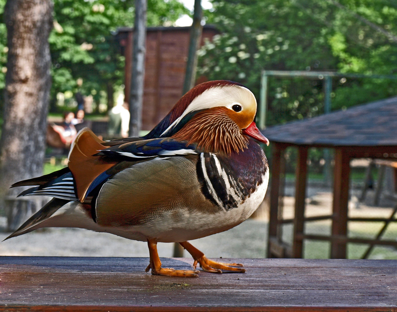 Mandarin réce