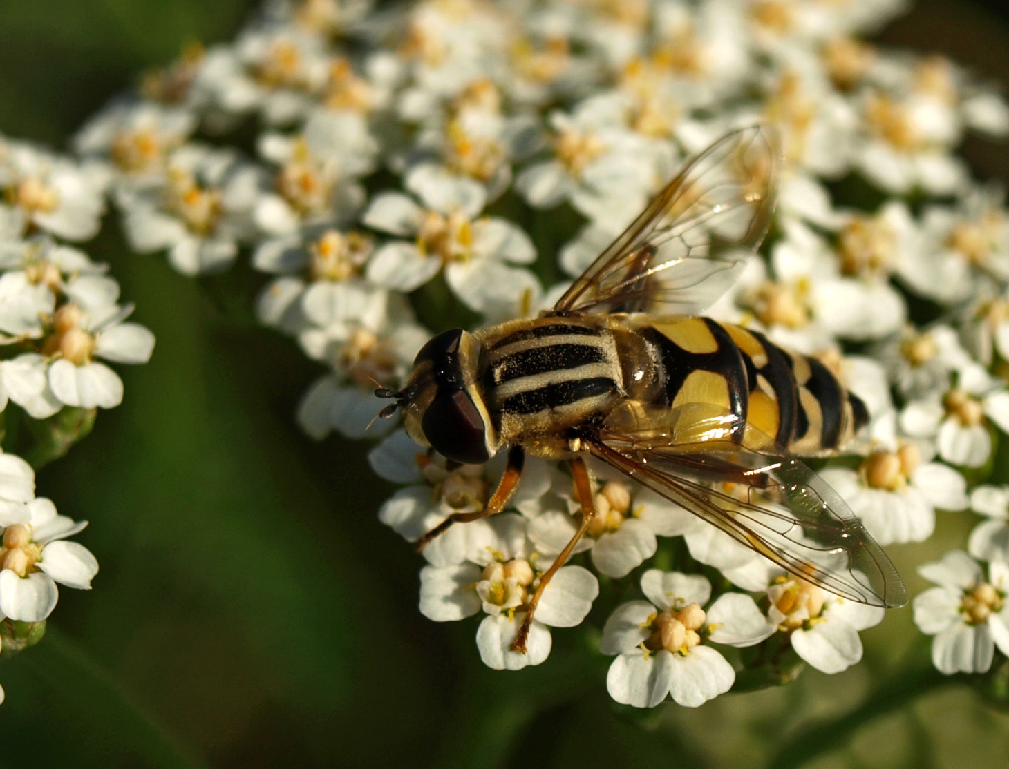 Zebracsíkos zengőlégy - Helophilus affinis