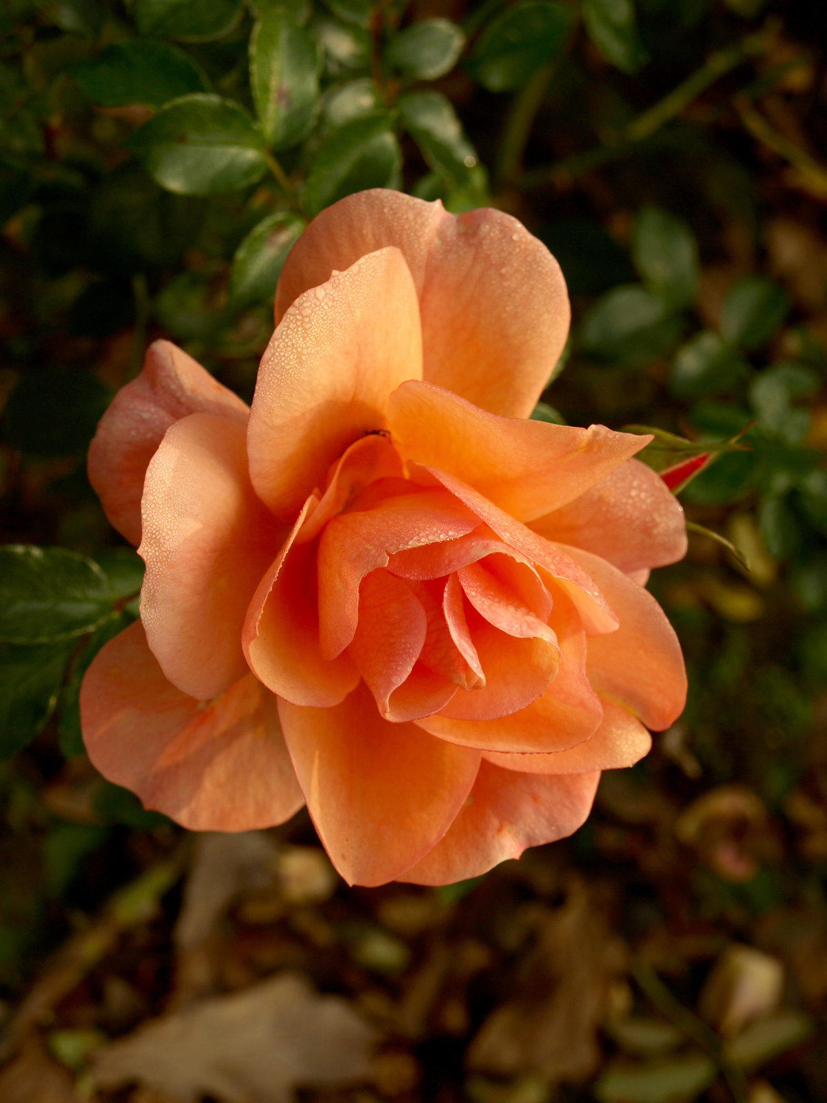 Sziget novemberi rózsája