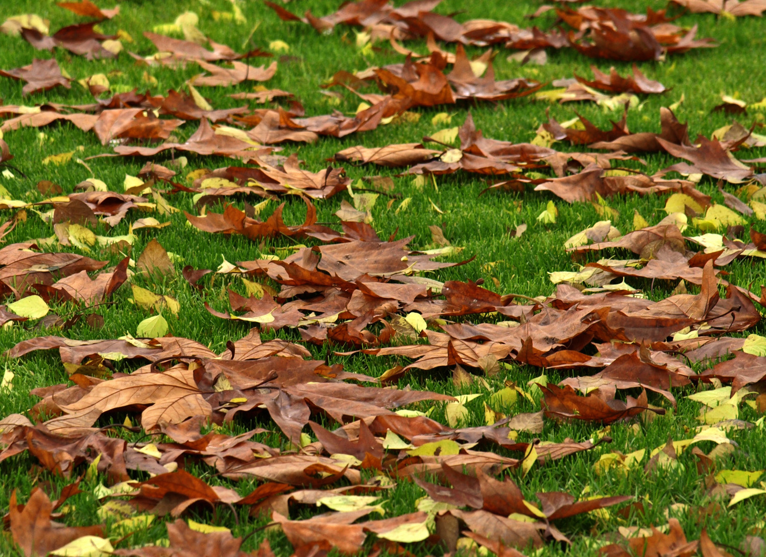 őszi falevelek a fűben