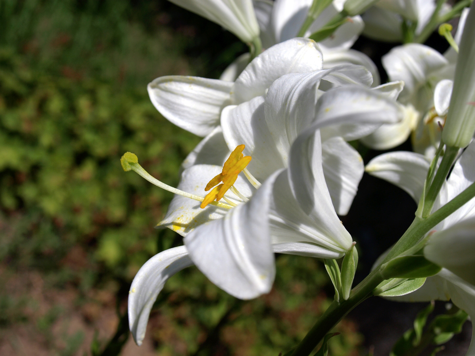 Fehér liliomszál