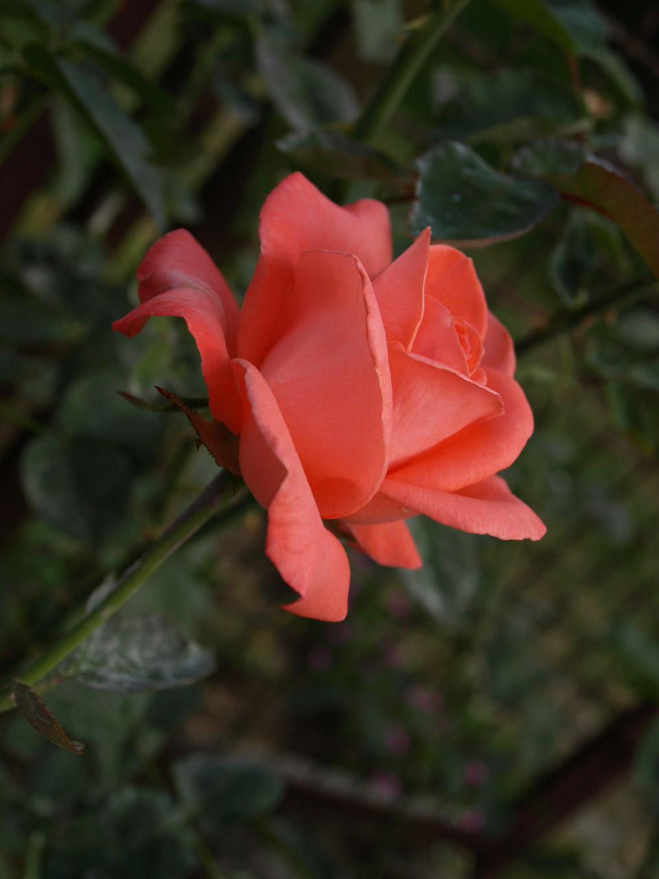egy rózsaszál testvérem kertjéből