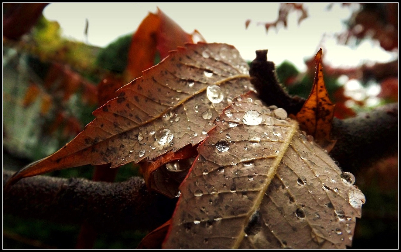 Esős ősz
