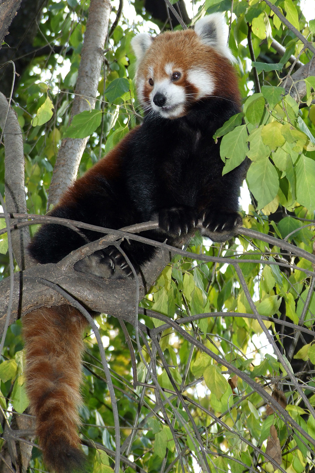 Vörös panda - Ailurus fulgens (DSCF4591)