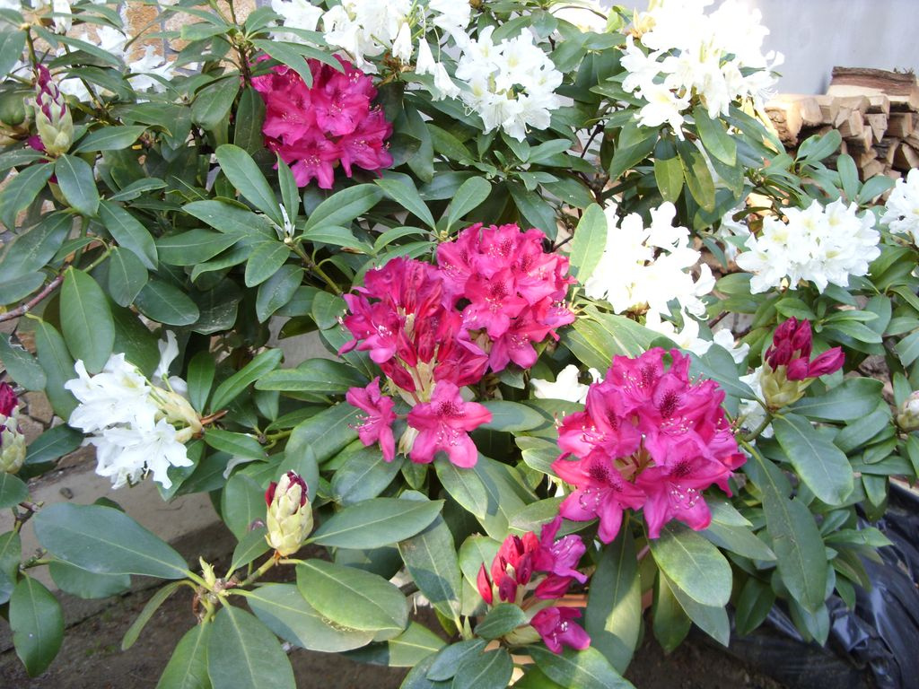 Rododendron