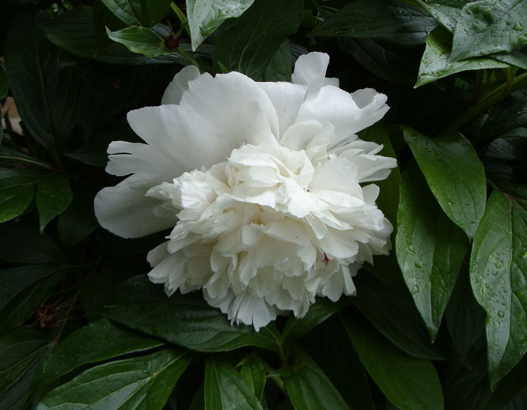 Peonia