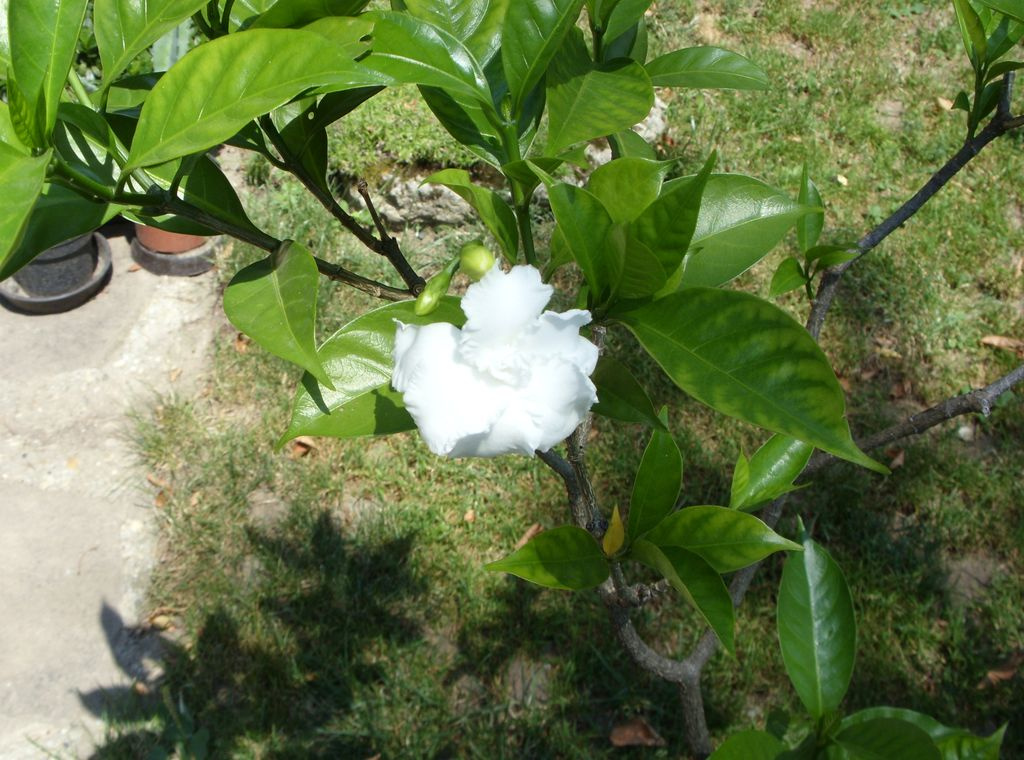 Tabernaemontana csipkés virága.