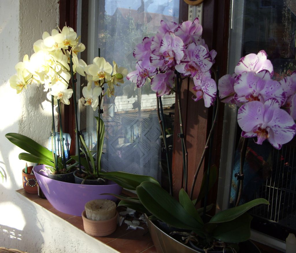 Orchideák.