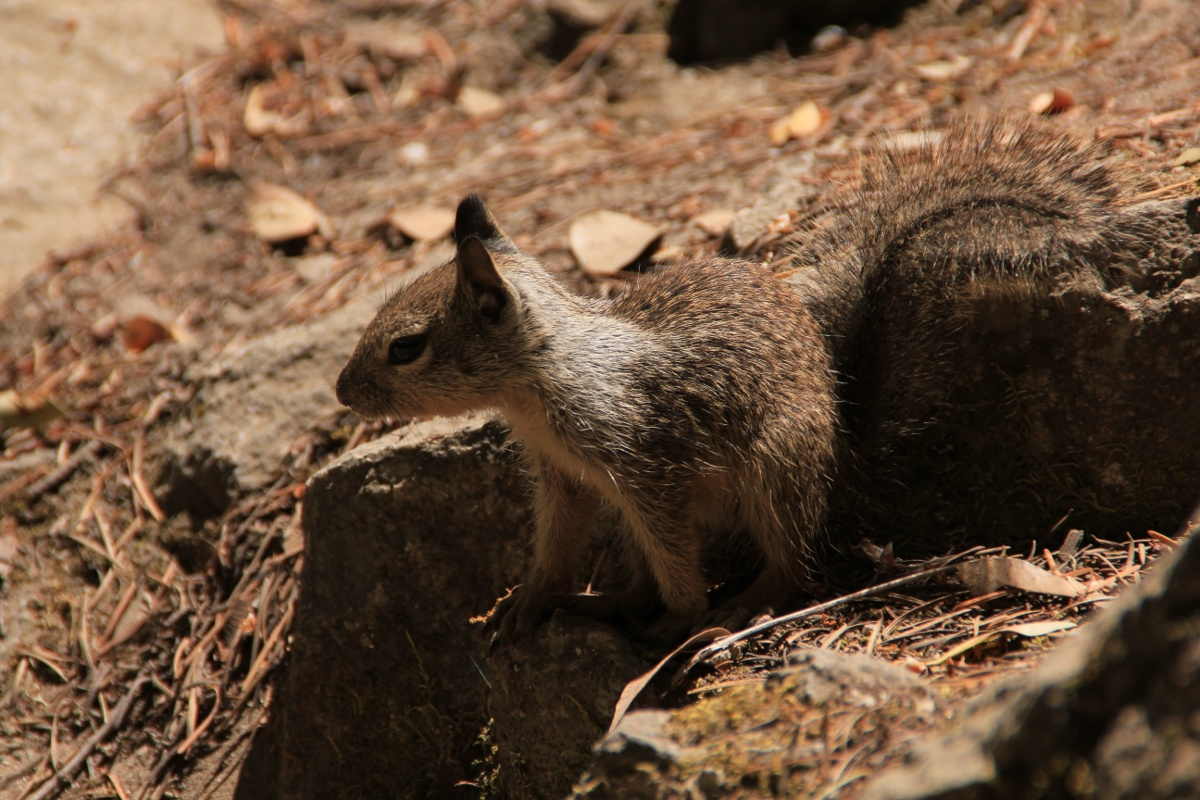 Chipmunk