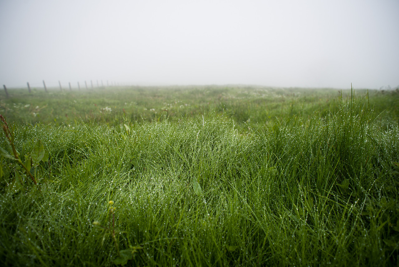 Wet Grass