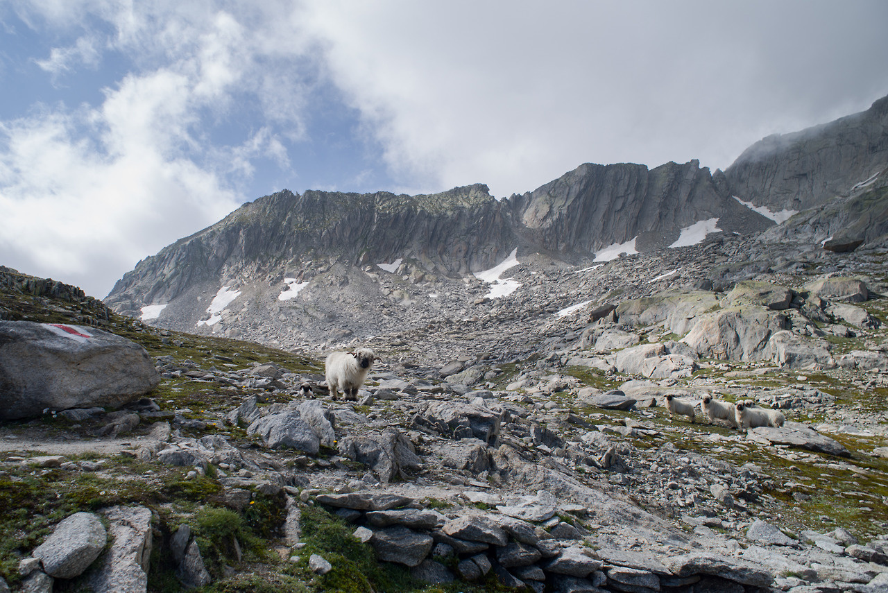 Alpine Sheep (Valais Blacknose)