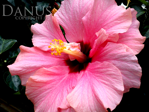 Pink Flower